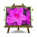 Azalea Fucsia: La Tendencia de Ropa y Complementos que Debes Conocer en 2023